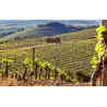 La Gravette - Pic St Loup Vieilles Vignes 2024