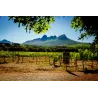 Petit Pinotage 2022
