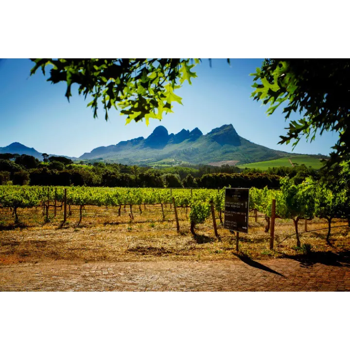 Petit Chenin 2025