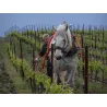 La Dentelle - Cabardès Bio 2021