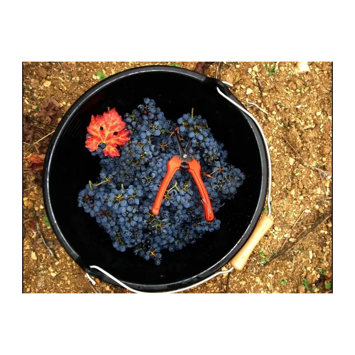 La Peyrière - VDF Languedoc Bio 2024