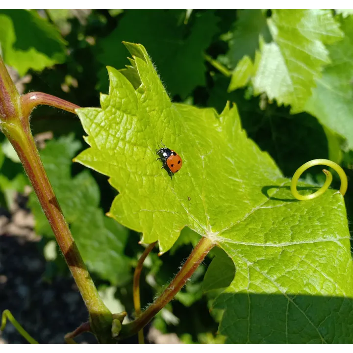 Les Grandes Vignes Côtes du Rhône Blanc Bio 2024