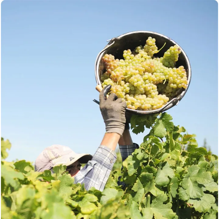 Les Grandes Vignes Côtes du Rhône Blanc Bio 2024