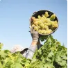 Les Grandes Vignes Côtes du Rhône Blanc Bio 2024