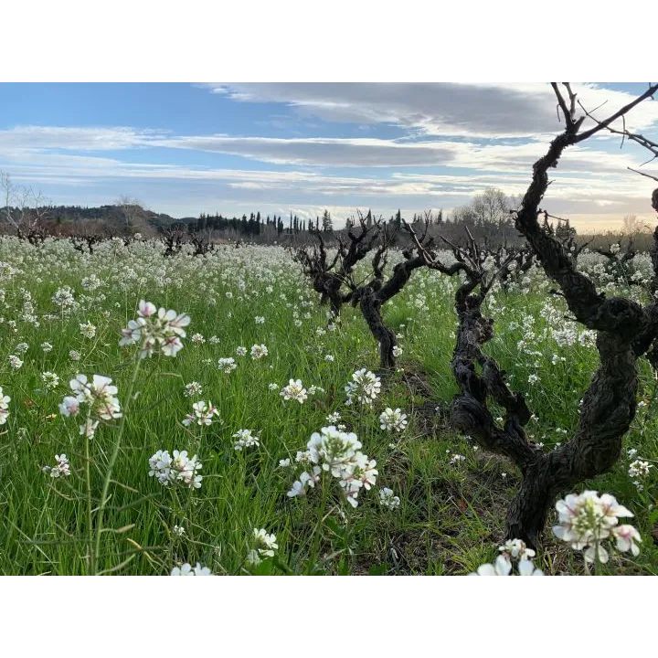 Domaine de la Montagnette - Côtes du Rhône Villages Signargues 2024