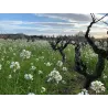 Domaine de la Montagnette - Côtes du Rhône Villages Signargues 2024