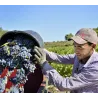 Domaine des Bacchantes - Côtes du Rhône Bio 2024