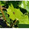 Domaine des Bacchantes - Côtes du Rhône Bio 2024
