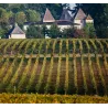 Château Carbonnieux 2019