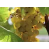 Les Hauts de Terrasson - Bordeaux Blanc Moelleux 2024