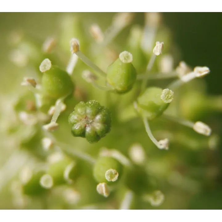 Chablis 2024