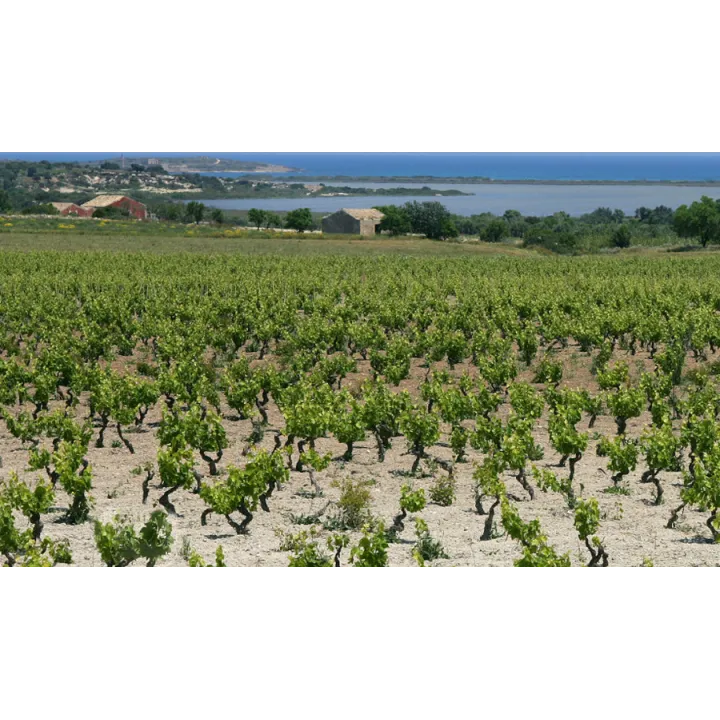 Torre Rracina - Nero d'Avola Sicilia DOC (leger. appassite) 2024