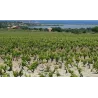 Torre Rracina - Nero d'Avola Sicilia DOC (leger. appassite) 2024