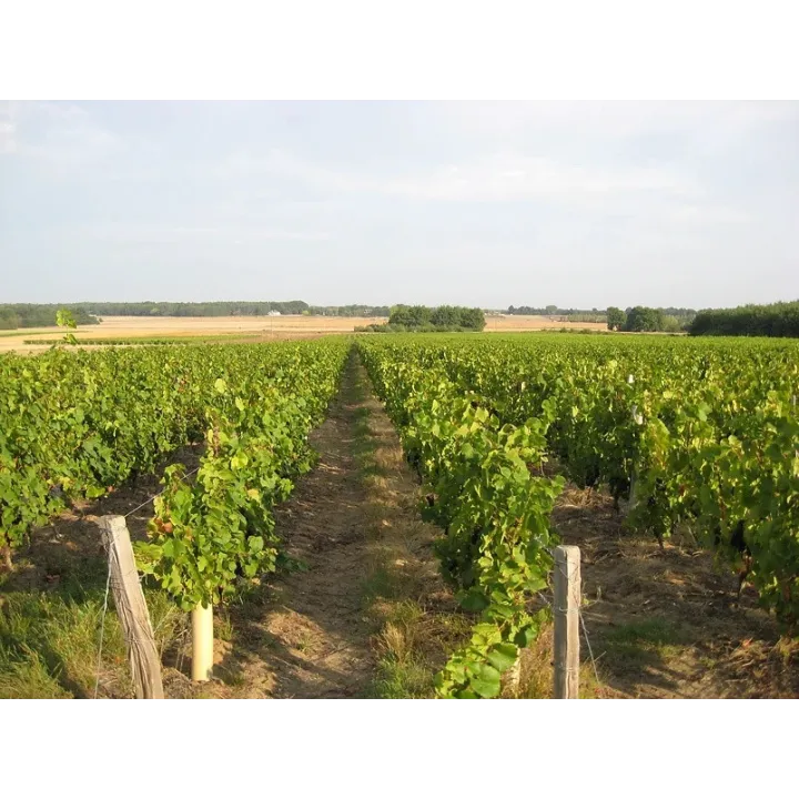 Cheverny Rouge Tradition 2024