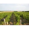 Cheverny Rouge Tradition 2024