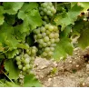 Redde & Fils - Pouilly - Le Petit F... 2022