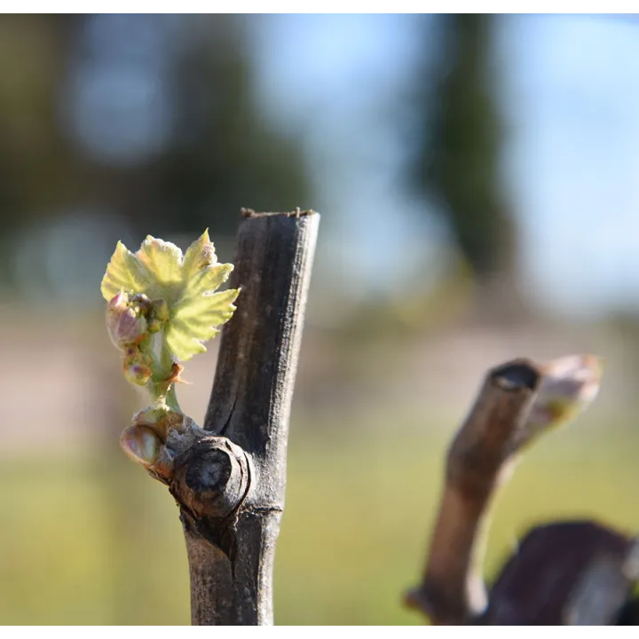 Paul Mas Chardonnay 2025