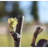 Paul Mas Chardonnay 2025