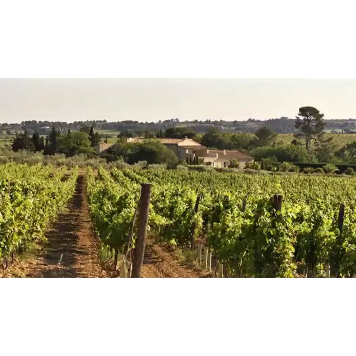 JC Mas Cuvée Secrète Chardonnay Bio (s/sulfites) 2025