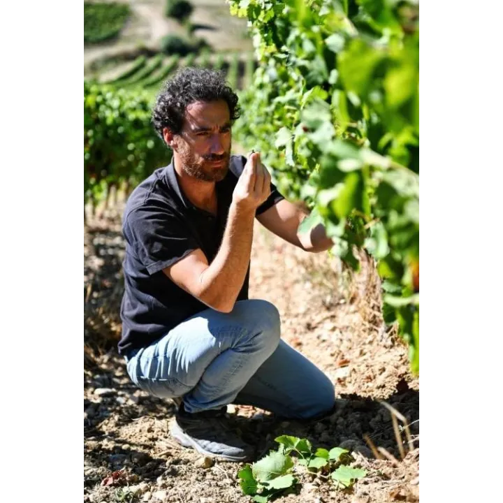 Clos de Maro - Chardonnay Limoux Vieilles Vignes Bio 2024