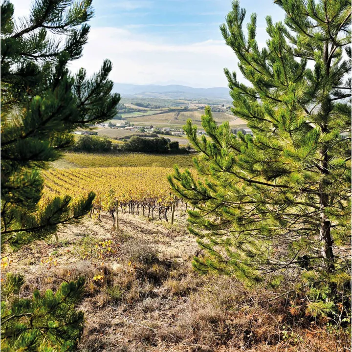 Clos de Maro - Pinot Noir Pays d'Oc Bio 2024