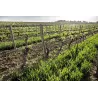 Château Jérémie - Terroirs des Corbières Blanc 2025