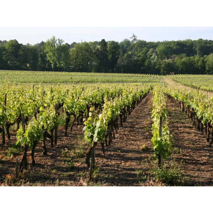 Château Bouscaut 2016