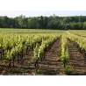Château Bouscaut 2016