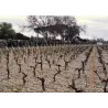 Château Chasse-Spleen 2016