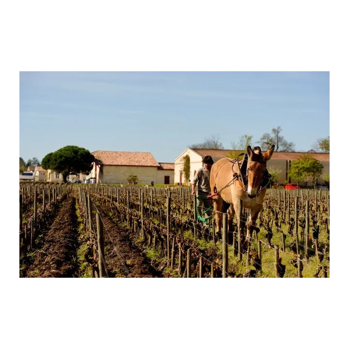 Domaine de Chevalier 2016
