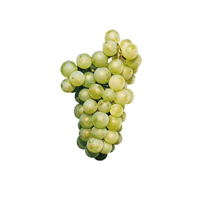 Jus Raisin Blanc Chardonnay 33cl