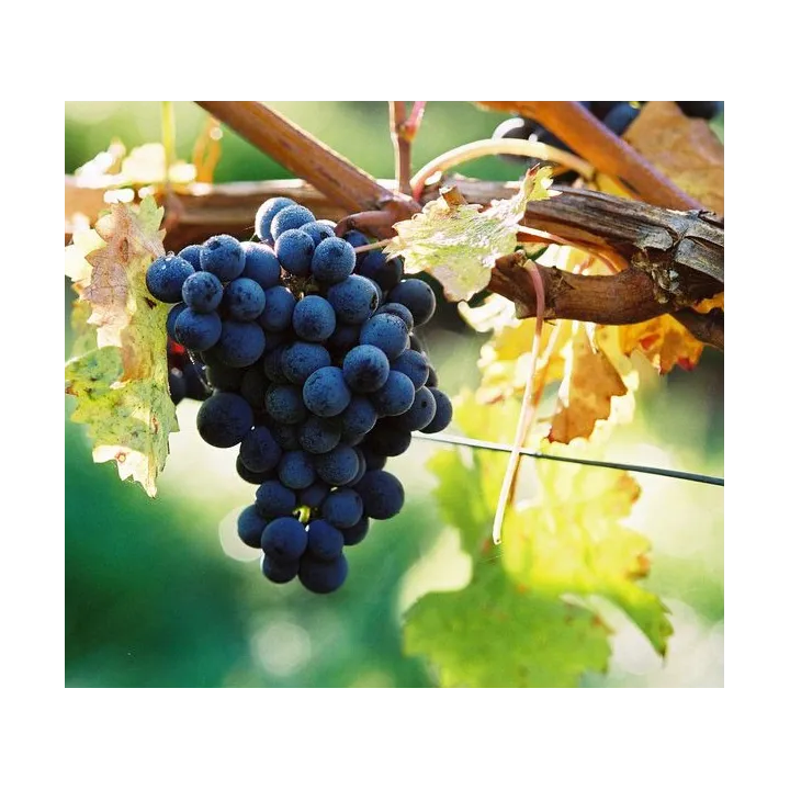 Bourgueil - Cuvée "Déchainée" Bio 2024