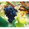 Bourgueil - Cuvée "Déchainée" Bio 2024