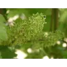 Yves Breussin - Vouvray Demi-sec