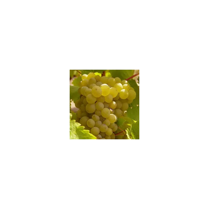 Yves Breussin - Vouvray Demi-sec