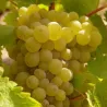 Yves Breussin - Vouvray Demi-sec