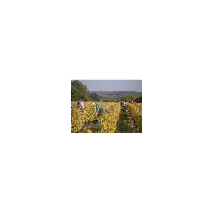 Yves Breussin - Vouvray Demi-sec