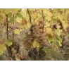 Yves Breussin - Vouvray Demi-sec