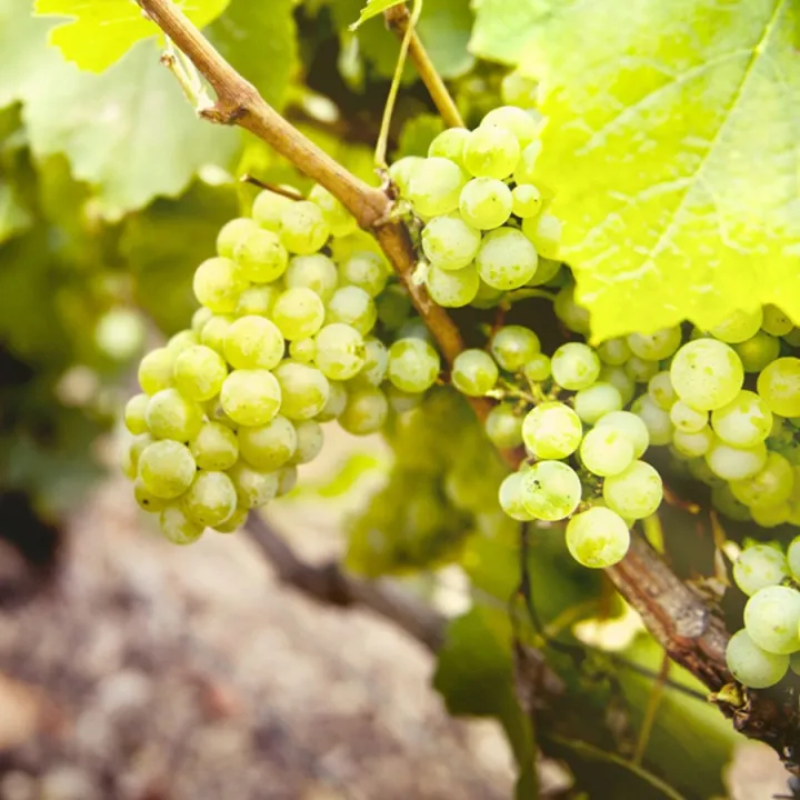 Champagne Ruinart - Blanc de Blancs de Ruinart