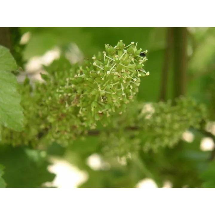 Yves Breussin - Vouvray Brut Tradition "Fines Bulles"