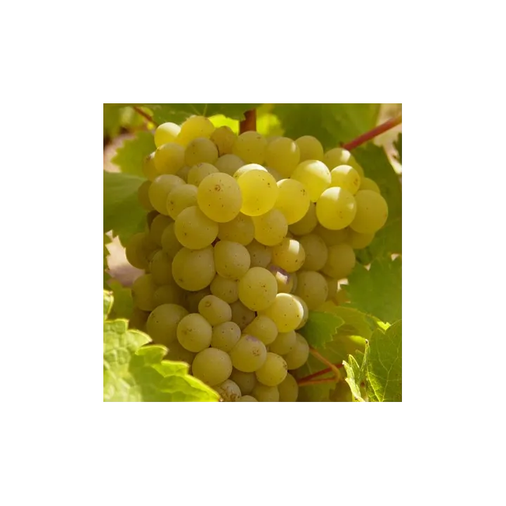 Yves Breussin - Vouvray Brut Tradition "Fines Bulles"
