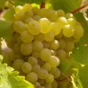 Yves Breussin - Vouvray Brut Tradition "Fines Bulles"