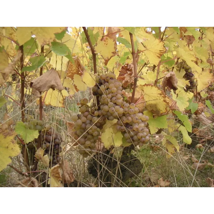 Yves Breussin - Vouvray Brut Tradition "Fines Bulles"