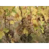 Yves Breussin - Vouvray Brut Tradition "Fines Bulles"