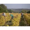 Yves Breussin - Vouvray Brut Tradition "Fines Bulles"