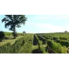 Le Légendaire Bas-Armagnac 70cl