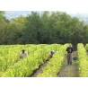 Fouquet - Vouvray Brut Méthode Traditionnelle