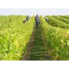 Fouquet - Vouvray Brut Méthode Traditionnelle