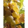 Fouquet - Vouvray Brut Méthode Traditionnelle