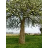 Poiré Granit - Eric Bordelet